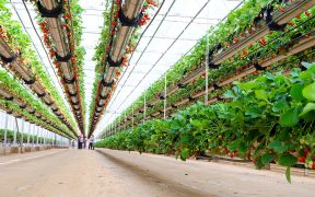 Image d'en-tête de technologie agricole et naturelle-fraises d'intérieur