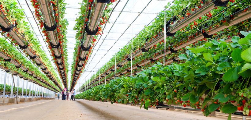 Image d'en-tête de technologie agricole et naturelle-fraises d'intérieur